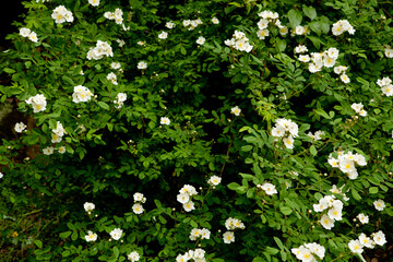 Canvas Print - wild roses