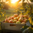 Orange pears harvested in a wooden box in an orchard with sunset. Natural organic fruit abundance. Agriculture, healthy and natural food concept. Square composition.