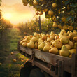 Cargo truck carrying yellow pear fruit in an orchard with sunset. Concept of food production, transportation, cargo and shipping.
