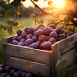 Plums harvested in a wooden box in an orchard with sunset. Natural organic fruit abundance. Agriculture, healthy and natural food concept. Square composition.
