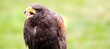 a bird of prey calls loudly panorama