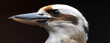 a Kookaburra bird close up panorama