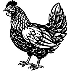 Wall Mural - rooster isolated on white