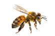 bee isolated on white or transparent