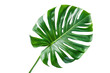 green palm leaf isolated on white or transparent png