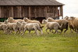 Group of sheep running by the barn at the farm.