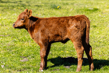 Wall Mural - Brown calf standing in the field.