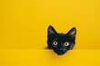 a black cat with yellow eyes