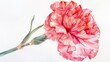 Watercolor carnation, soft petals, isolated on a bright simple backdrop,