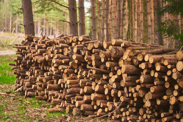 Wall Mural - Timber Pile Amongst the Trees