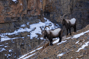 Wall Mural - Himalayan Ibex - Capra sibirica sakeen, beautiful asian goat from central Asian hills and mountains, Spiti valley, Himalayas, India.