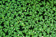 green background of Duckweed is a small floating plant. Grows and reproduces well in still water that is rich in nutrients and organic matter.