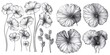 A set of hand-drawn illustrations featuring gotu kola Centella asiatica flower and leaf in a graphic, engraved style for use on labels, stickers, menus, and packaging.