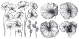 Fototapeta Londyn - A set of hand-drawn illustrations featuring gotu kola Centella asiatica flower and leaf in a graphic, engraved style for use on labels, stickers, menus, and packaging.