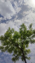 Wall Mural - sky and trees