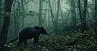 photograph of a black bear in the smoky mountains. atmospheric interpretation