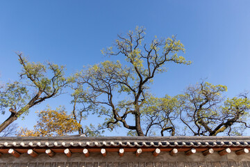 Wall Mural - tree in the park