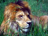 Fototapeta Storczyk - Primo piano di un leone