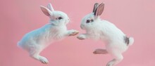 A Dramatic Rabbit Fight In Midair