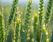 Close-up photo of a green ears of wheat with a drops of a morning dew on an agricultural field. Jewels of dew enhance the vibrant green wheat.