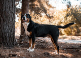 Fototapeta  - Greater Swiss Mountain Dog in a forest