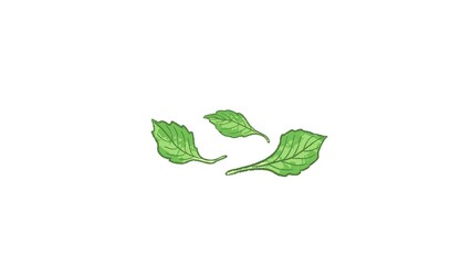 Wall Mural - Isolated green Taiwanese basil leaves