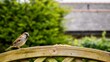Sparrow Perched on a Fence