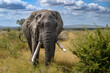 Head on view of a lone African elephant bull with impressive but unequal tusks approaching.