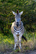 Portrait view of a Burchell's zebra