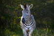 Burchell's zebra standing with side lighting from the setting sun.