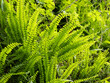 Asplenium trichomanes or maidenhair spleenwort fern bright green fronds.