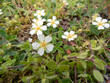Potentilla montana plant white flowers and trifoliate leaves