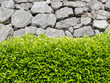 Laureestine or wild laurel or viburnum lucidum plants hedge near large stones retaining wall