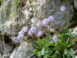 Globularia nudicaulis plant with light purple flowers.