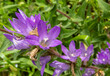 Campanula glomerata, clustered bellflower or Dane's blood purple flowers