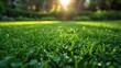 the sun shines through the trees in the background of a green lawn with grass and water droplets on it.