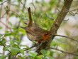 A Robin Perched on a Branch