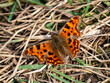 Comma Butterfly With its Wings Open