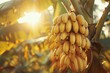 Banana bunch on the tree, bright sunlight, tropical vibe , low texture