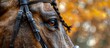 Beautiful horse's face wearing a bridle