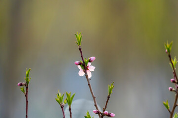 Wall Mural - Peach Tree Sprouts. flowers in spring. new buds on colourful bokeh background in early spring.
