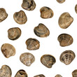 Chamelea gallina,small saltwater clam in the family Veneridae,fished in Italy in the Adriatic Sea,shells on white background