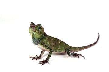 Forest dragon lizar closeup on white background, closeup lizard