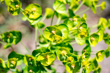 Wall Mural - Lower closeup : Leafy spurge ( Euphorbia esula )