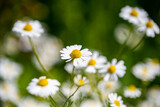 Fototapeta Przestrzenne - Marguerite daisy flower with green meadow as background
