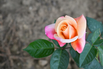 Beautiful pink yellow rose flower closeup in garden, A very beautiful rose flower bloomed on the rose tree, Rose flower, bloom flowers, Natural spring flower,  Nature