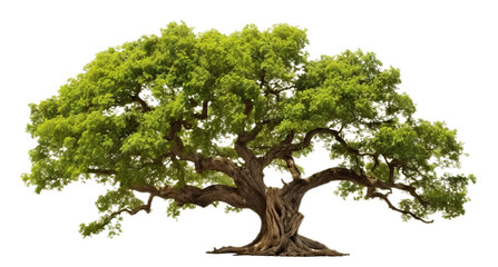 majestic tree with lush green foliage, cut out