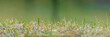 green grass with dew drops. Panoramic view of green grass on green colorful bokeh background, panoramic view of wild grass on green bokeh	