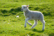 agneau, mouton, jeune, race Shetland, Ile Shetland, Ecosse, Grande Bretagne