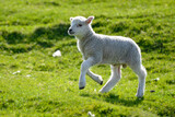 Fototapeta Sawanna - agneau, mouton, jeune, race Shetland, Ile Shetland, Ecosse, Grande Bretagne